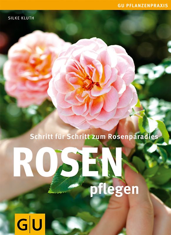Rosen pflegen