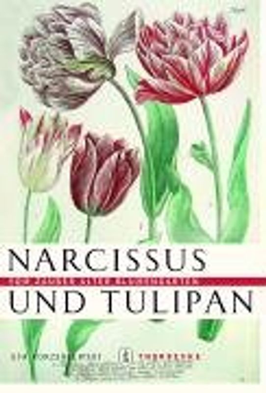 Narcissus und Tulipan