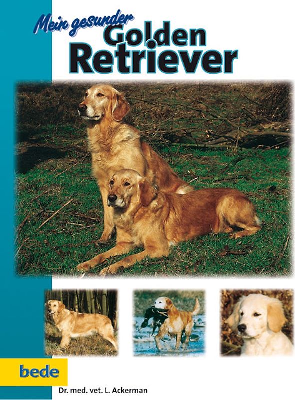 Mein gesunder Golden Retriever