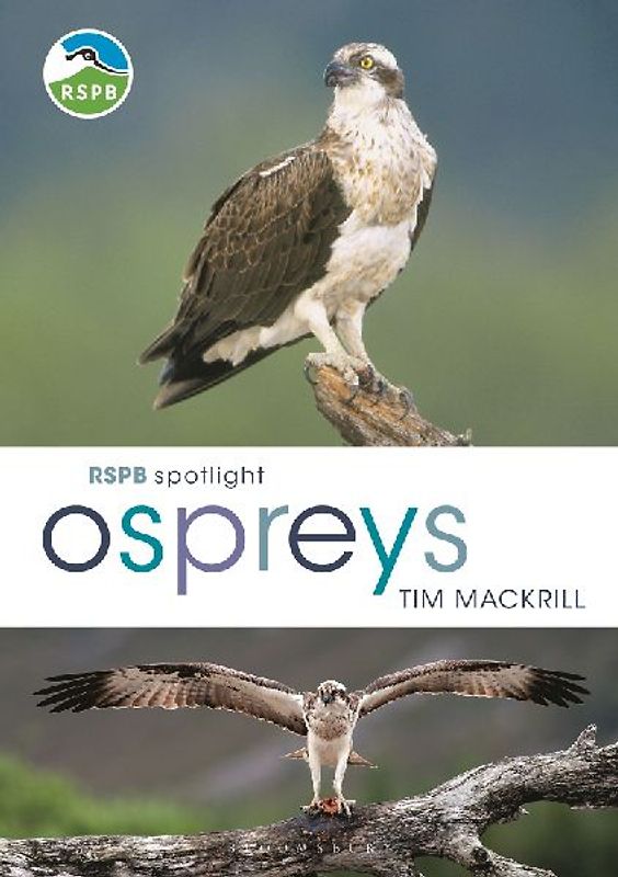 RSPB Spotlight Ospreys