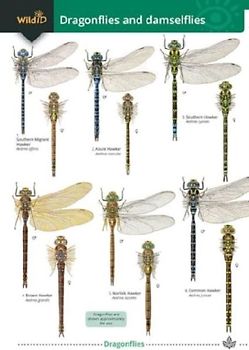 Dragonflies and damselflies