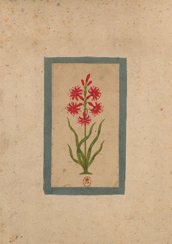 Carnet Blanc, Fleur 1, Miniature Indienne 18e Siècle