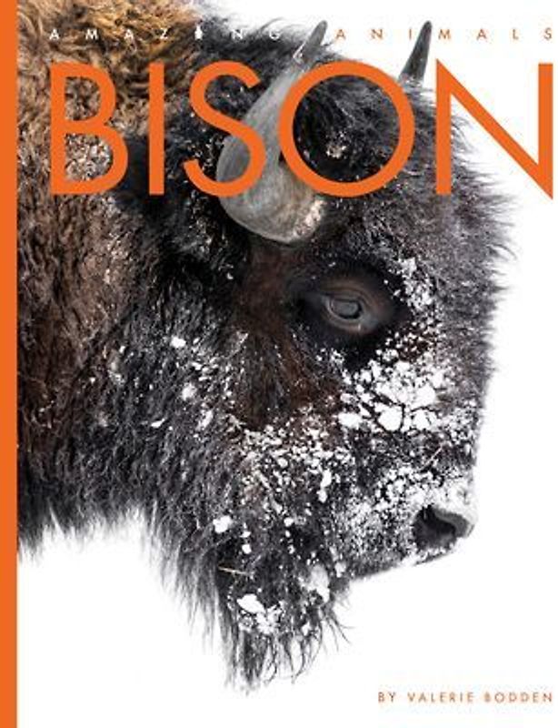 Bison
