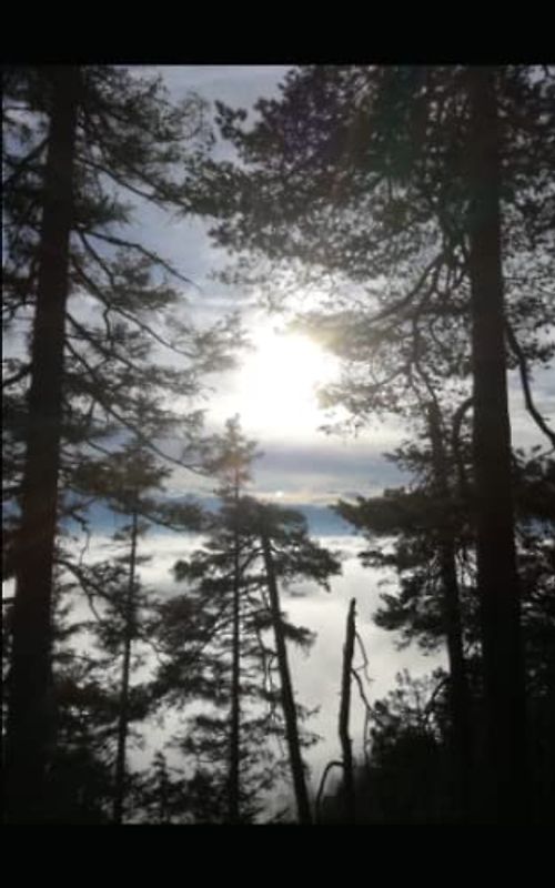 The high forest: Romantic Story