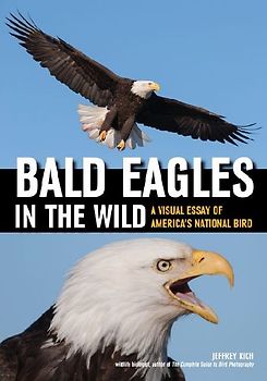Bald Eagles in the Wild