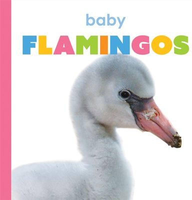 Baby Flamingos