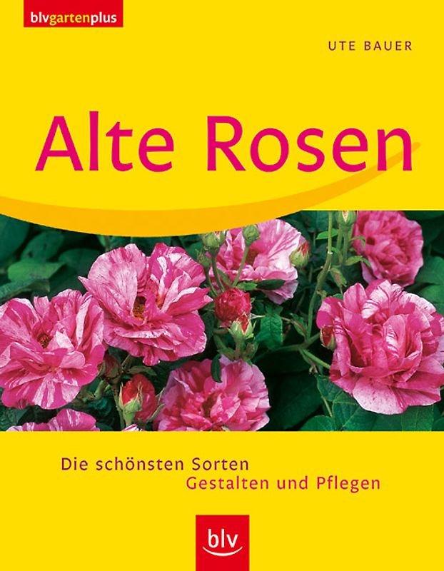 Alte Rosen