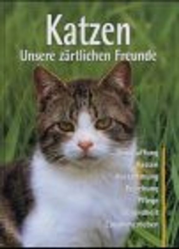Katzen