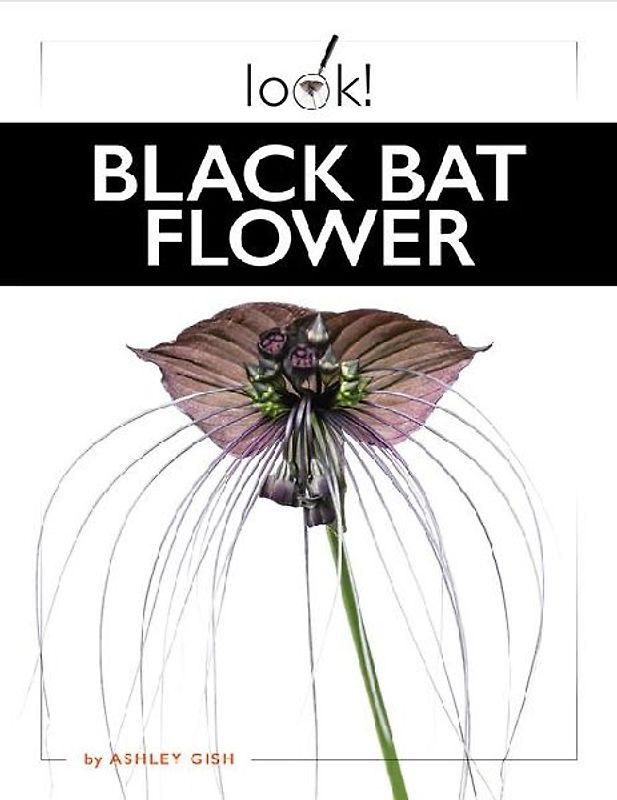Black Bat Flower