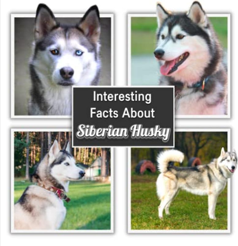 Interesting Facts About Siberian Husky: Siberian Husky Picture Book for Children's / learn Facts About Siberian Husky for Kids (A Colorful Picture Book for Kids)