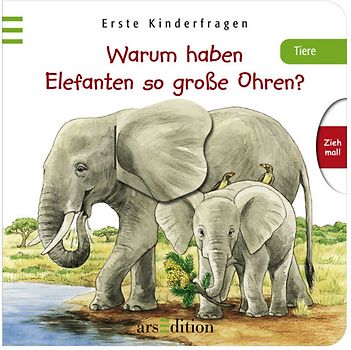 Warum haben Elefanten so große Ohren?