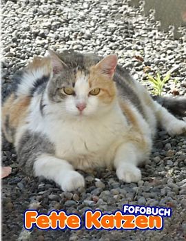 Fette Katzen Fotobuch: "Funny Kittens Colorful Photos For All Ages To Relax And Unwind | Perfect Gift For Special Occasions"