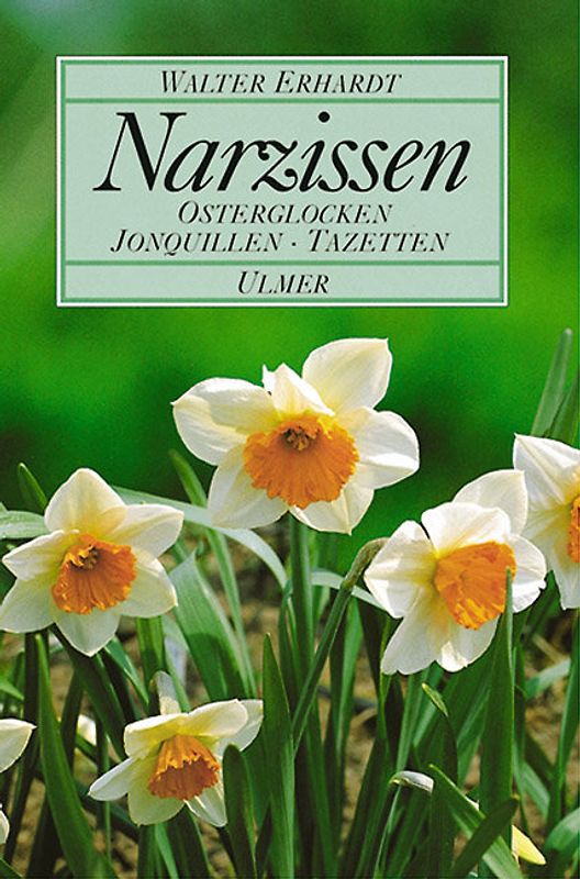 Narzissen
