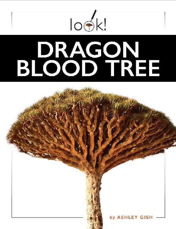 Dragon Blood Tree
