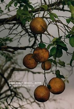 Eine Pinot Grigio, Bitte