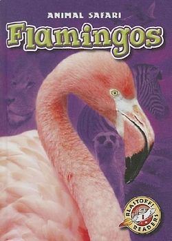 Flamingos