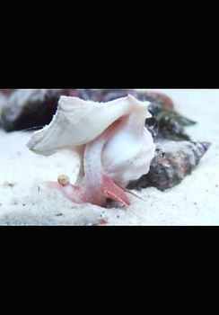 Nordseefauna II Wirbellose