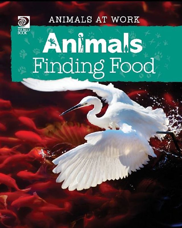 Animals Finding Food