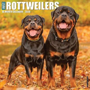 Rottweilers 2026 12 X 12 Wall Calendar