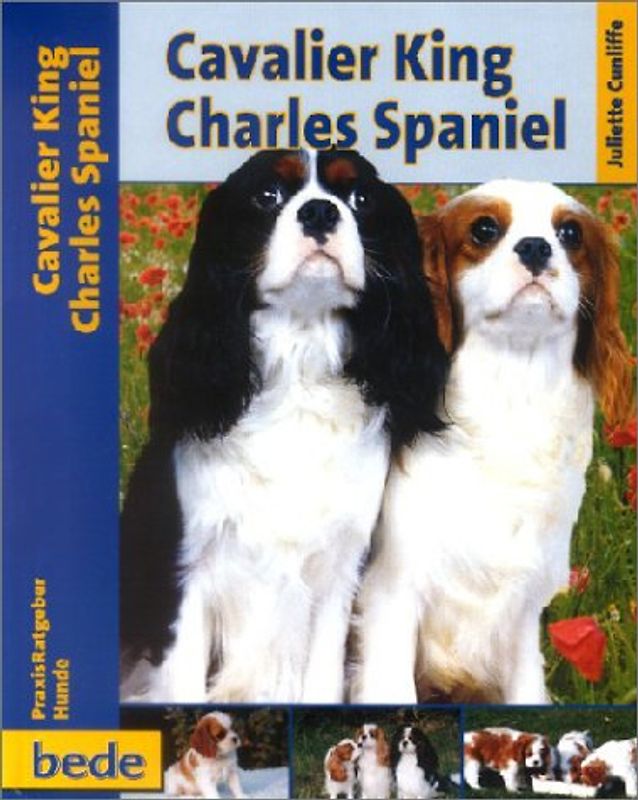 Praxisratgeber Cavalier King Charles Spaniel