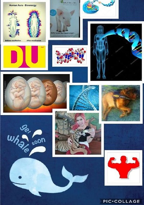 Obelix Bande. Obelix mit 2 "x". Tote Schweine sind nichts für kleine Kinder. Martino muss in die forensische Psychiatrie.