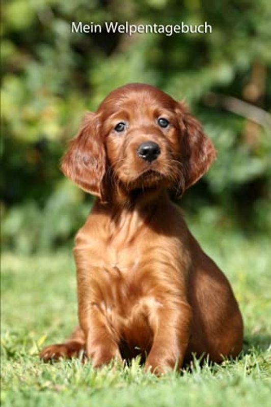 Mein Welpentagebuch: die ersten Monate mit meinem Irish Setter (Irish Setter - alle Bücher: Trainingstagebuch, Krankenakte BARF Planer und Welpentagebuch, Band 3)