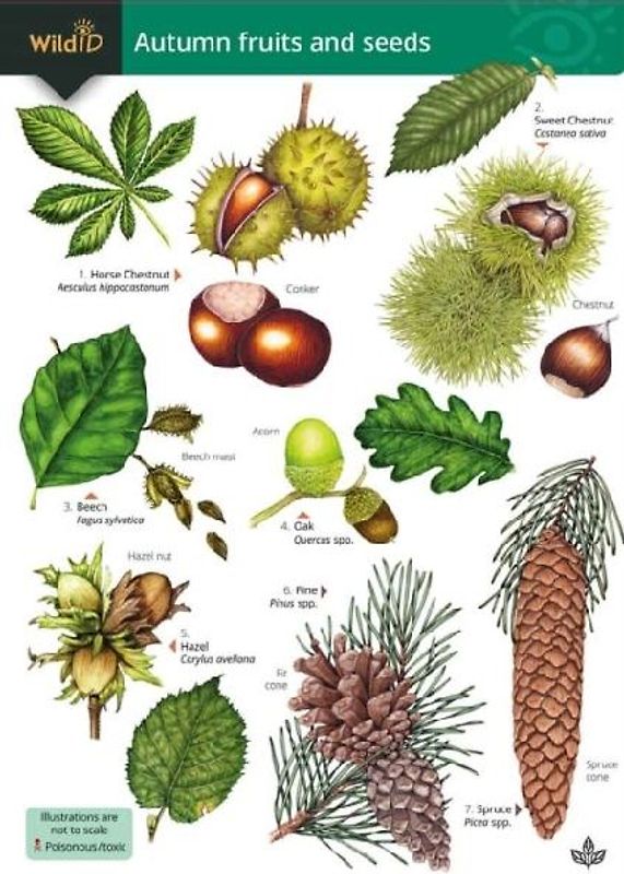 Autumn fruits and seeds