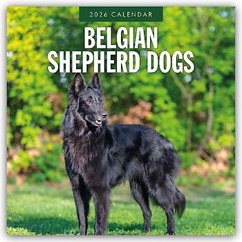 Belgian Shepherd Dogs 2026 Square Wall Calendar