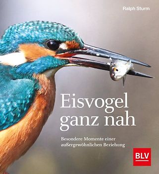 Eisvogel ganz nah