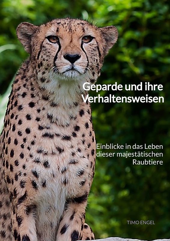 Geparde und ihre Verhaltensweisen