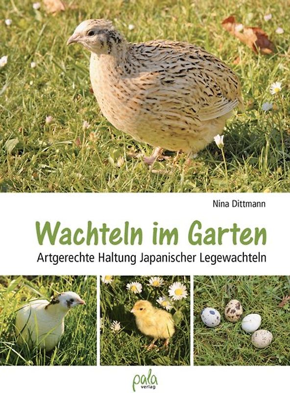Wachteln im Garten