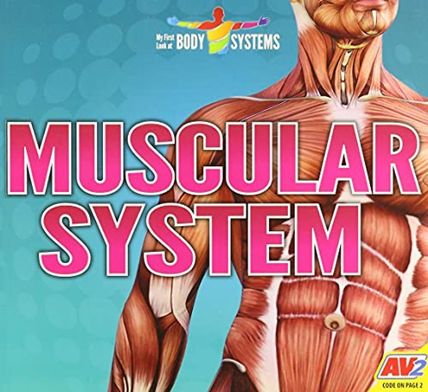 Muscular System
