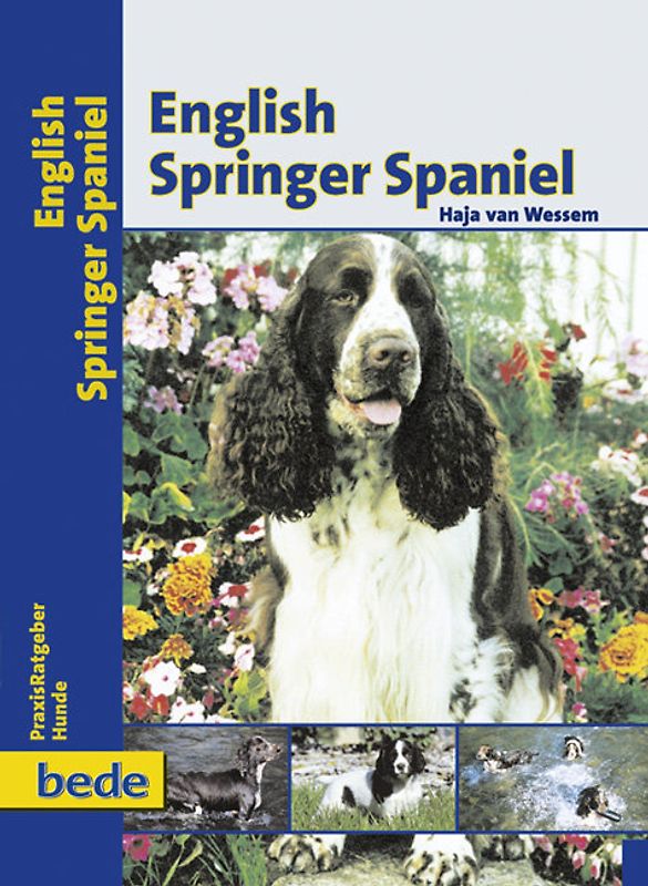 English Springer Spaniel