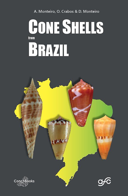 Cone Shells from Brazil