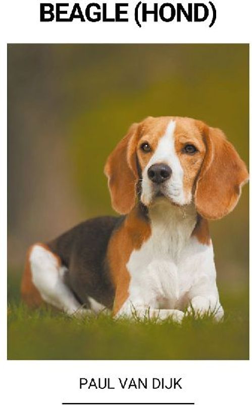 Beagle (Hond)