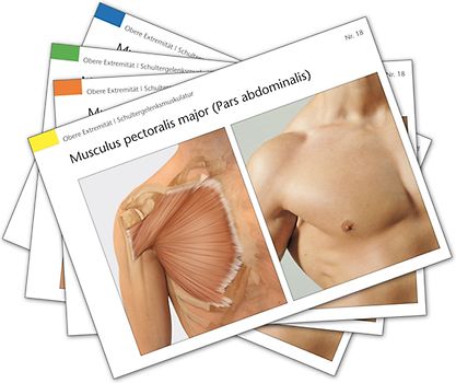 Muskelkarten
