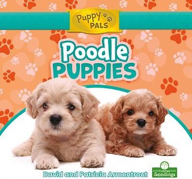 Poodle Puppies