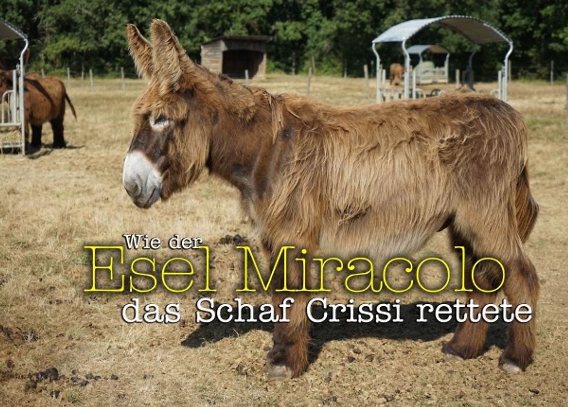 Wie der Esel Miracolo das Schaf Crissi rettete