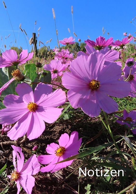 Notizen