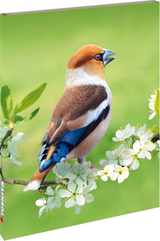 Hawfinch