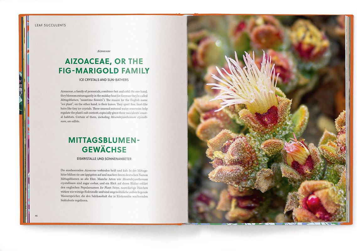 Floramour: Sukkulenten