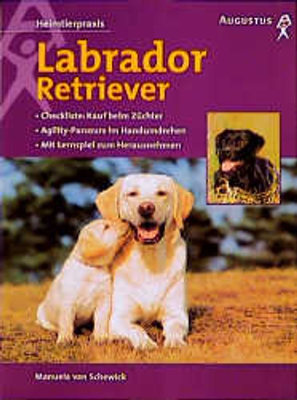 Labrador Retriever