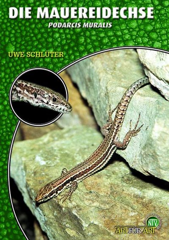 Die Mauereidechse