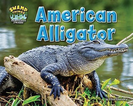 American Alligator