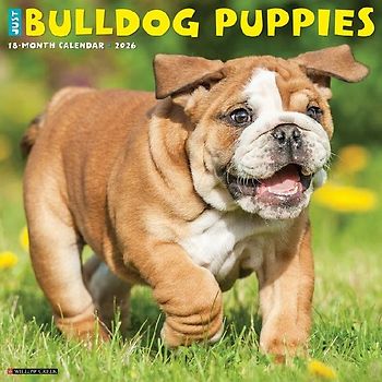 Bulldog Puppies 2026 12 X 12 Wall Calendar