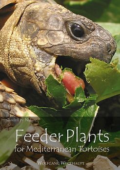 Feeder Plants for Mediterranean Tortoises