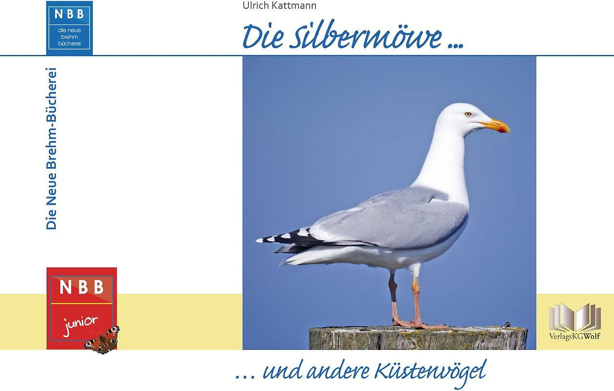 Die Silbermöwe und andere Küstenvögel