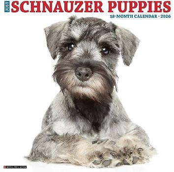 Schnauzer Puppies 2026 12 X 12 Wall Calendar