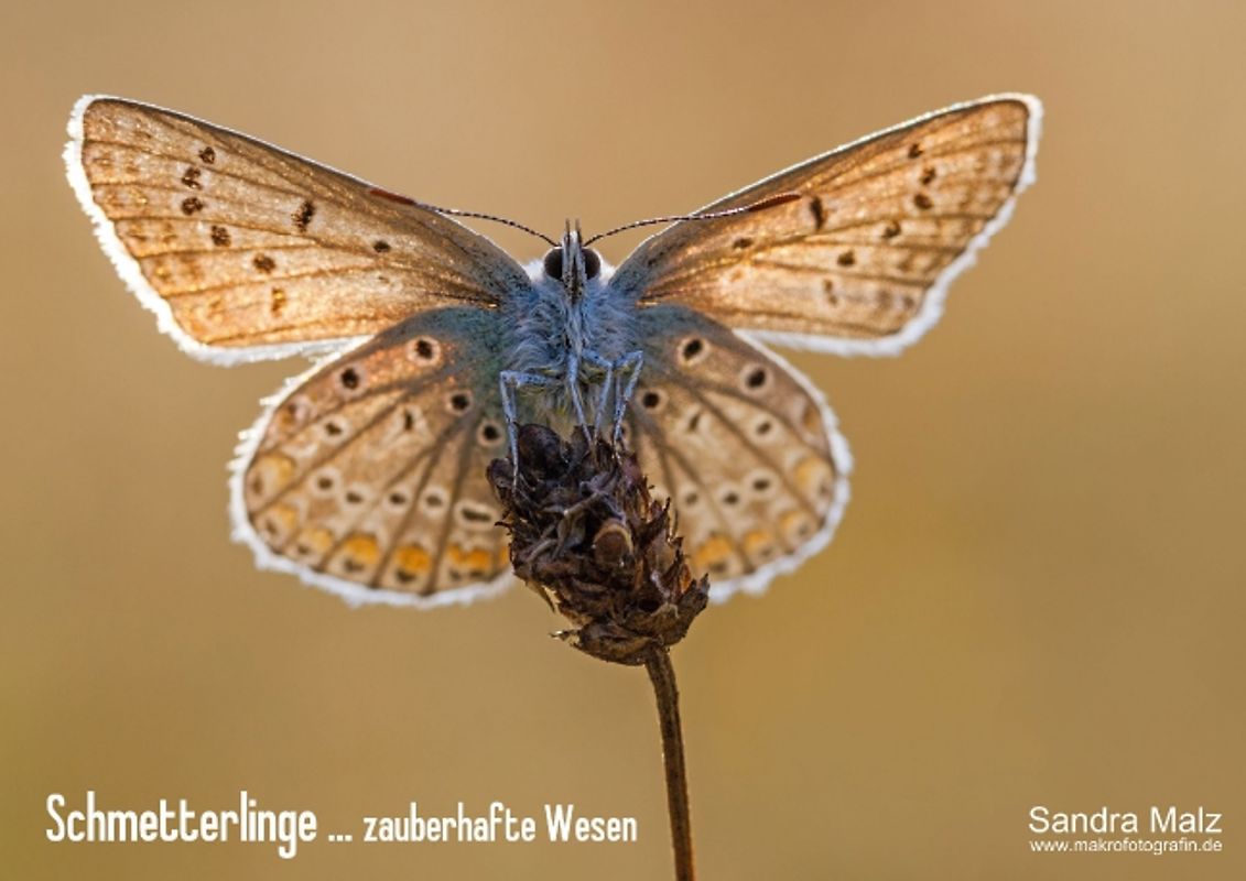 Schmetterlinge ... zauberhafte Wesen (Posterbuch DIN A4 quer)