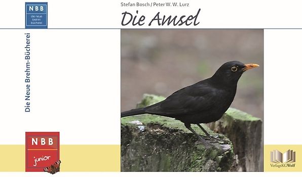 Die Amsel